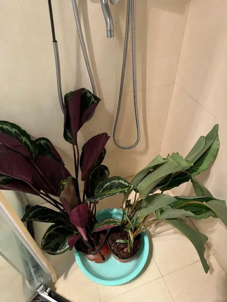 Calathea plants placed under shower in an attempt to recover from shipping shock