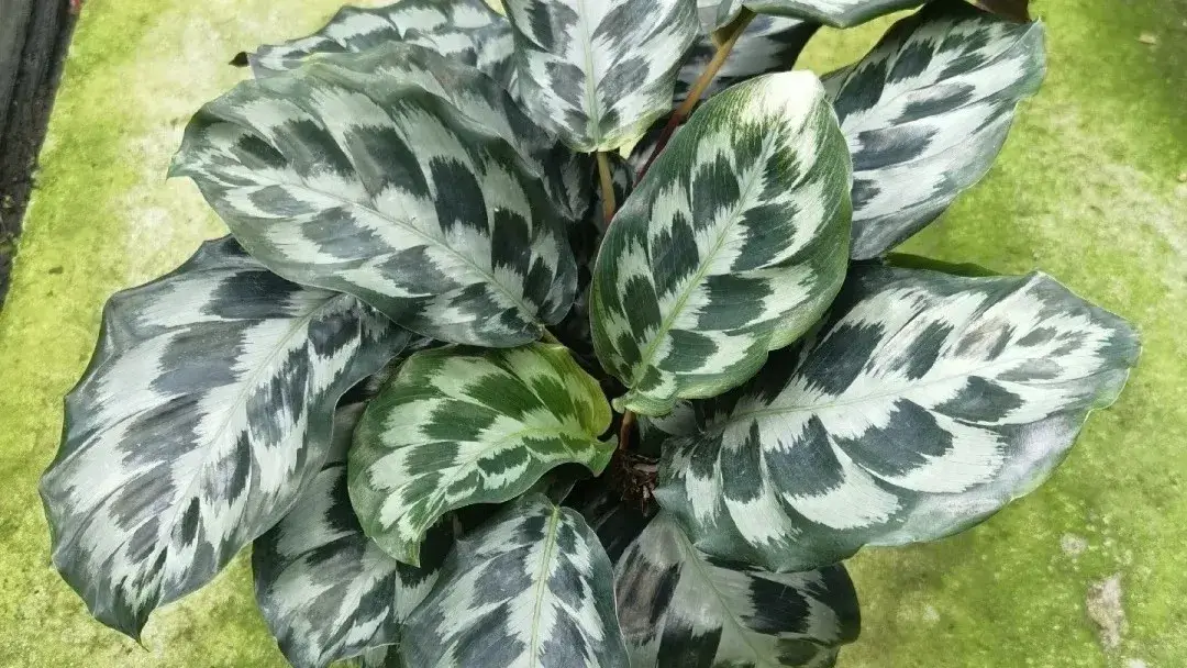 Calathea elegans (Helen Kennedy) My Honest Care Notes