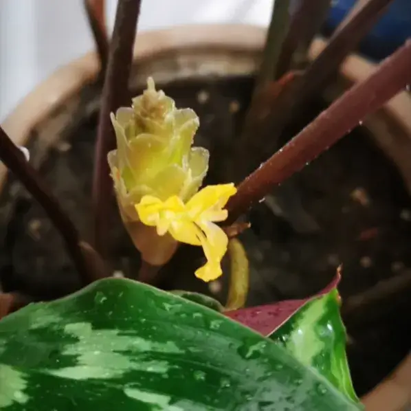 Calathea elegans (Helen Kennedy) blooming indoors, with a small yellow flower emerging from the base