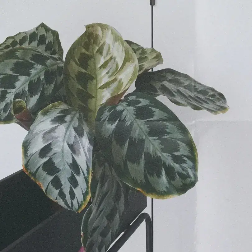 Calathea elegans Helen Kennedy My Honest Care Notes 3 1