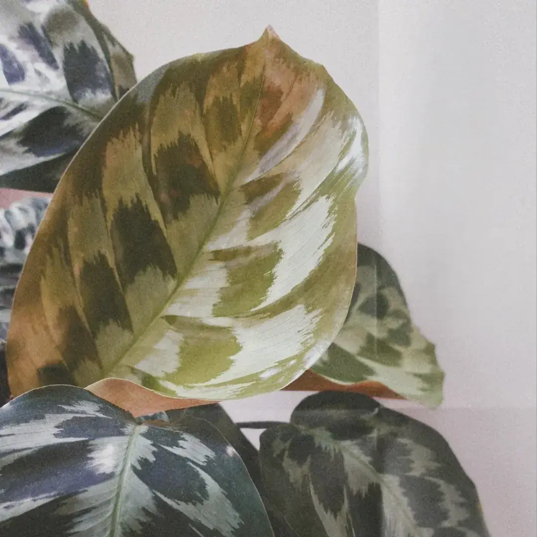 Close-up of a Calathea elegans (Helen Kennedy) leaf with muted green tones and pattern detail