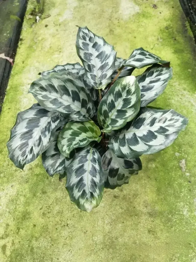 Calathea elegans (Helen Kennedy) My Honest Care Notes