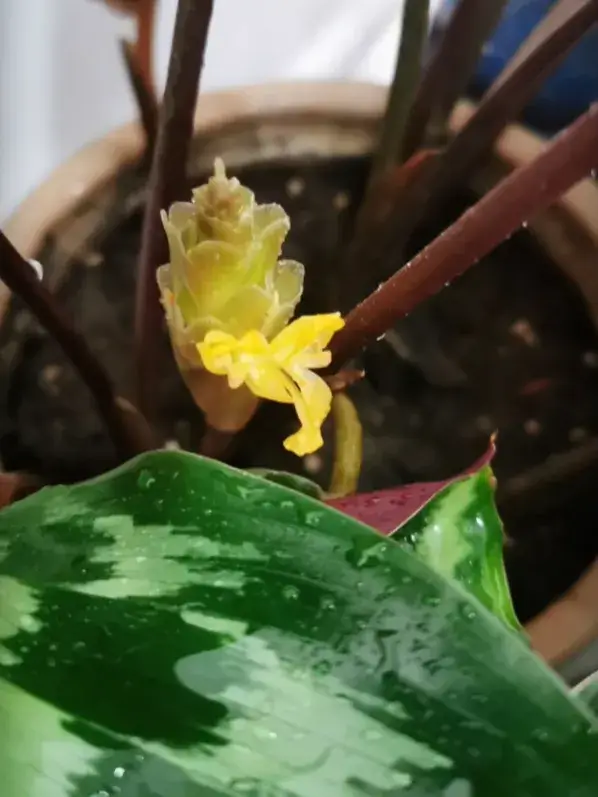 Calathea elegans produced a small yellow flower