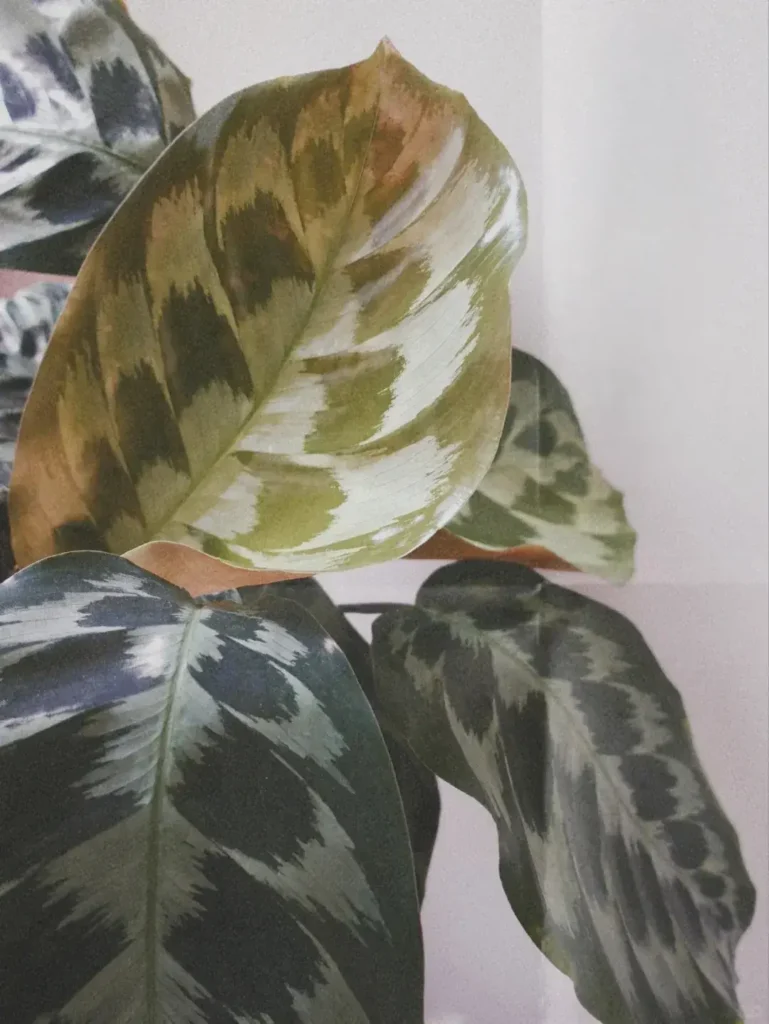 Calathea elegans (Helen Kennedy) My Honest Care Notes