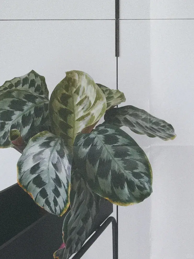 Calathea elegans (Helen Kennedy) My Honest Care Notes