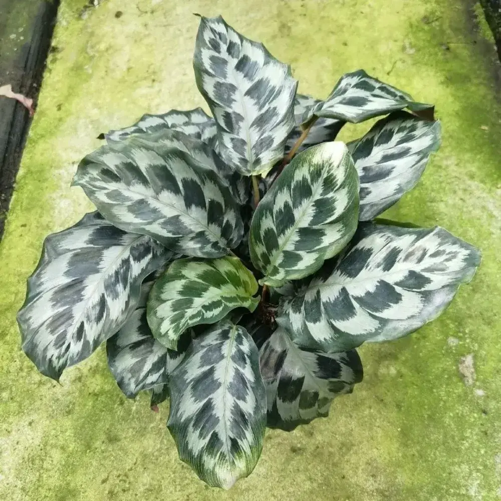Top view of Calathea elegans (Helen Kennedy) forming a compact clump with patterned blue-green leaves