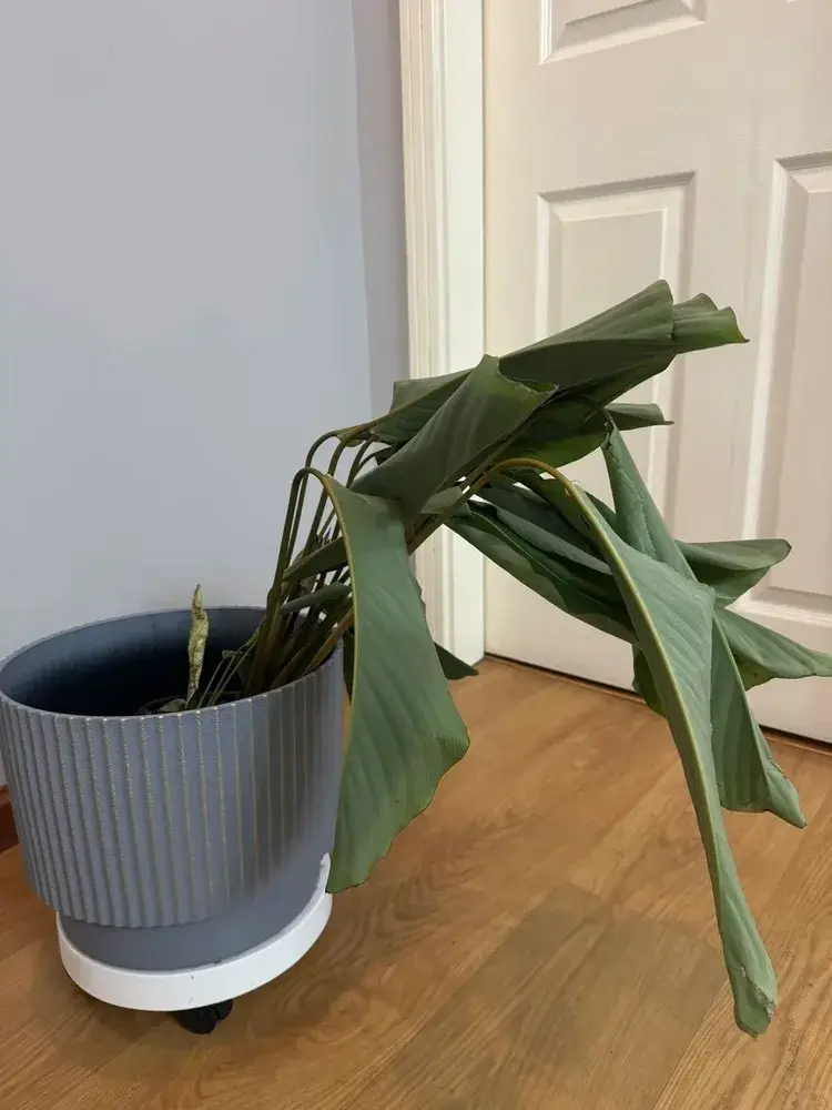 Calathea with severely drooping leaves after bottom watering during shipping stress