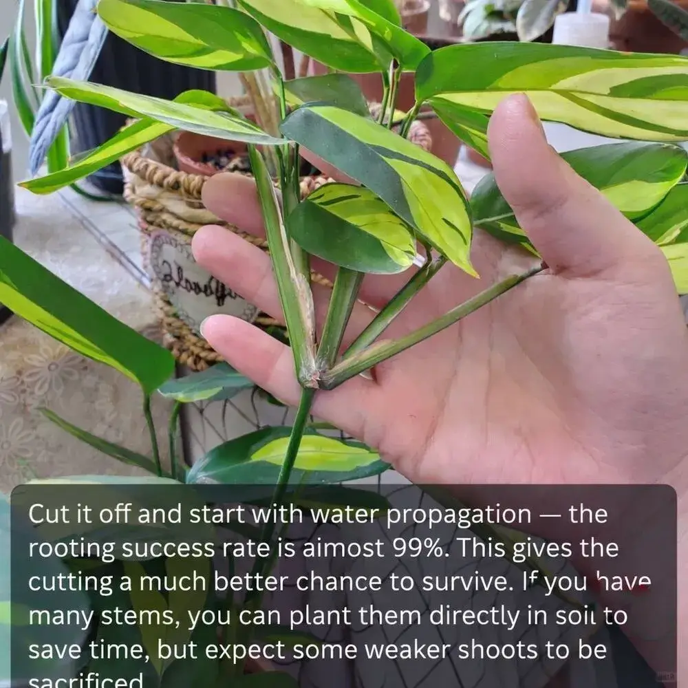 Calathea lubbersiana (Golden Mosaic Plant) cutting with multiple stems before water propagation