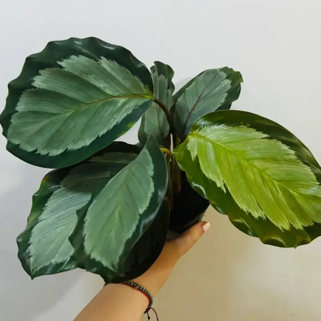 Calathea picturata Care Guide (Crimson & Silver) Light, Watering & Tips
