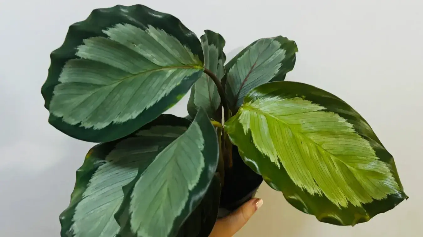 Calathea picturata Care Guide (Crimson & Silver) Light, Watering & Tips (5)