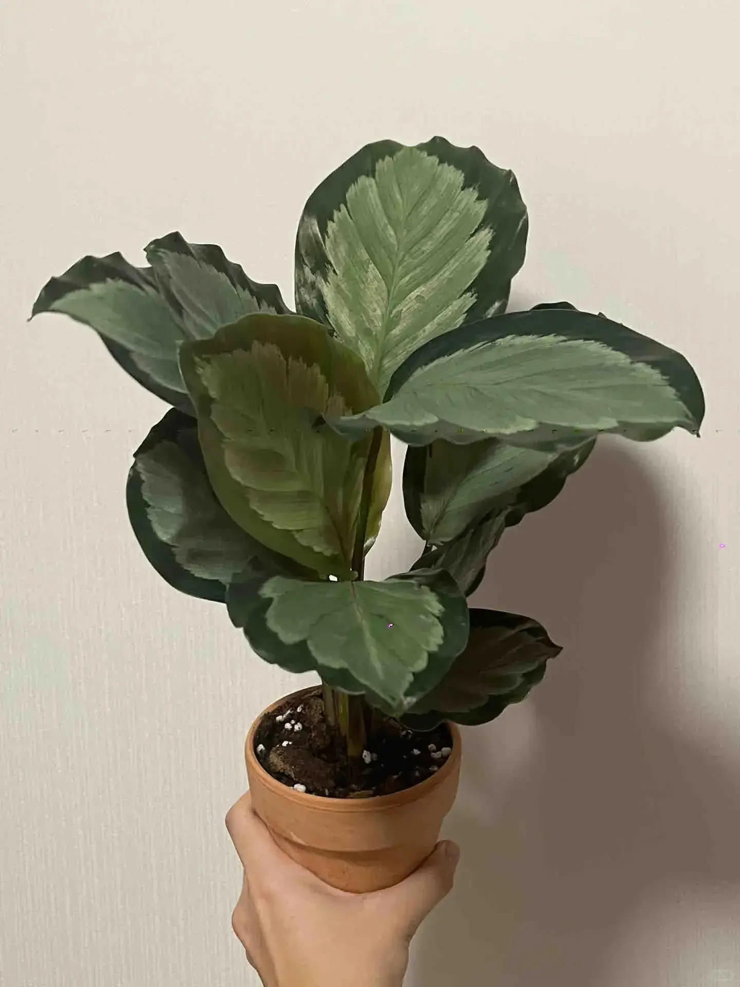 Calathea picturata Care Guide (Crimson & Silver) Styling & Placement Ideas (1)