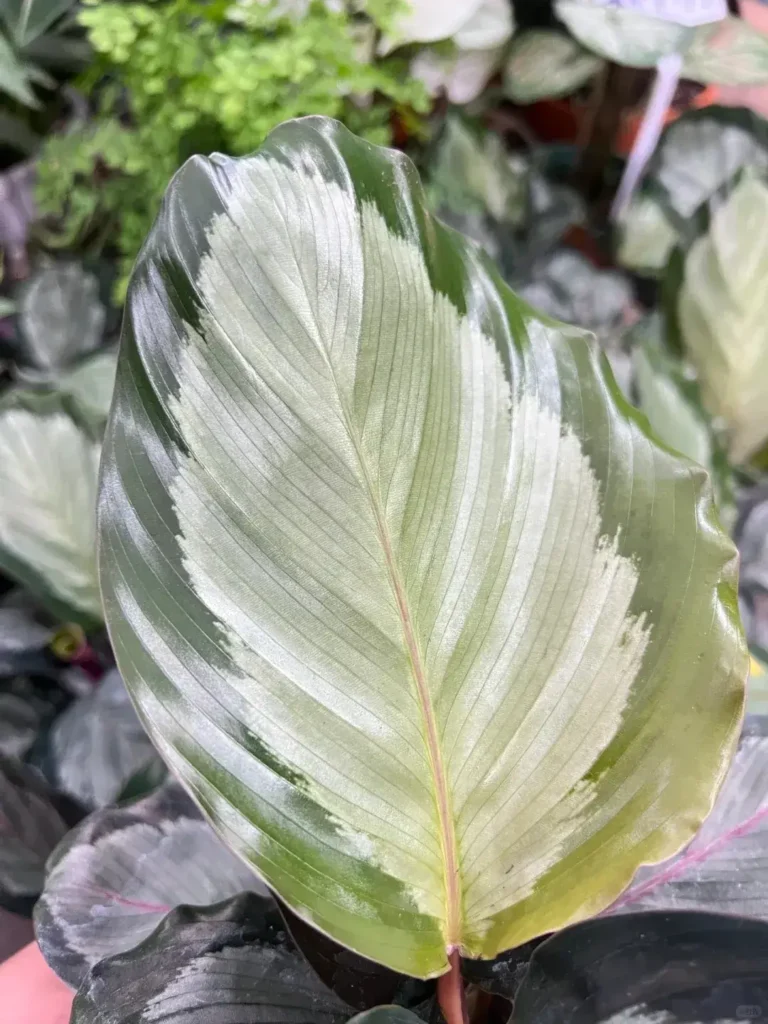 Calathea picturata Care Guide (Crimson & Silver) Styling & Placement Ideas (4)