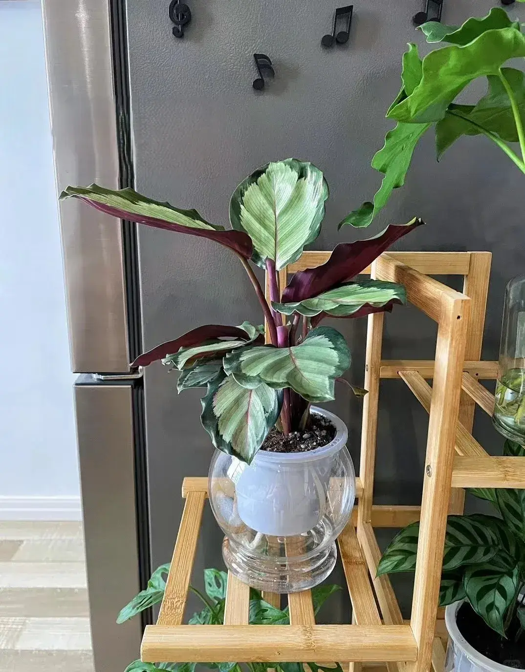 Calathea picturata Care Guide (Crimson & Silver) Styling & Placement Ideas (1)