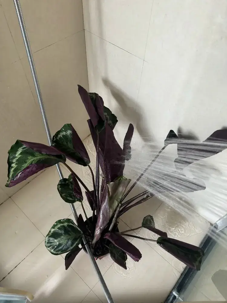 Calathea plants showing worsened condition after soaking and shower treatment