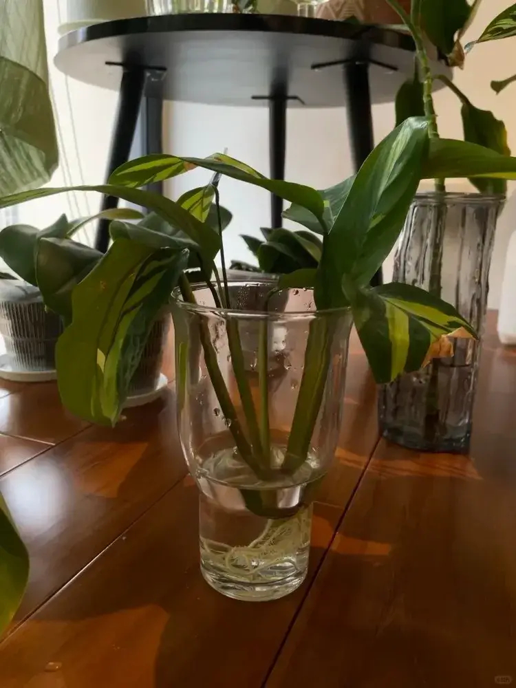 Calathea lubbersiana stems growing roots in a glass of water indoors