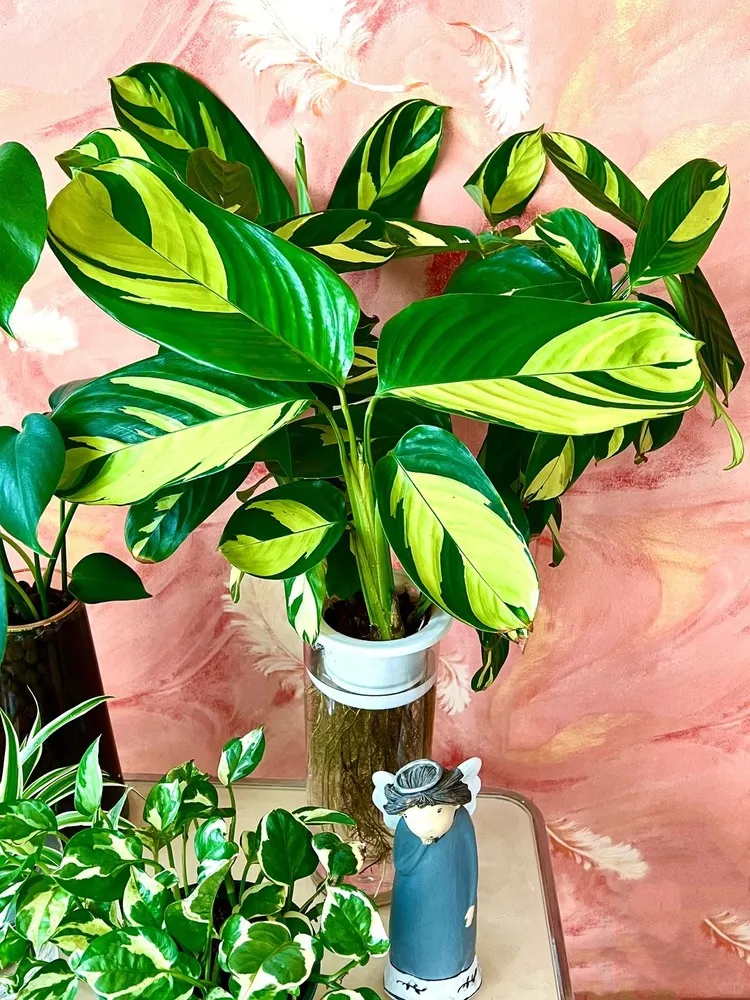Decorative Calathea lubbersiana with bold golden variegation used as an indoor accent plant