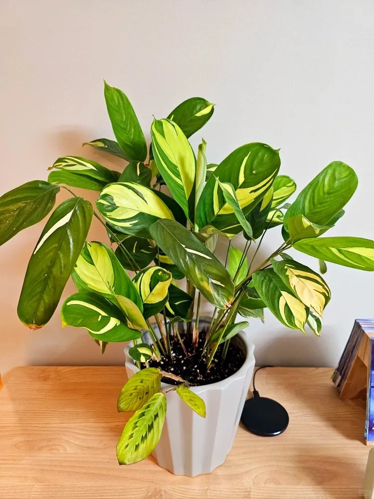 Thriving Calathea lubbersiana plant with upright growth and vibrant variegated leaves