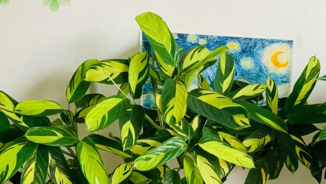 Growing Calathea lubbersiana From Failure to a Thriving Golden Mosaic