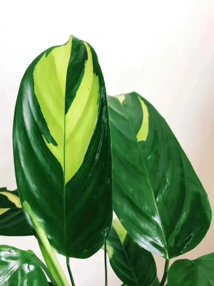 Close-up of a Calathea lubbersiana leaf showing bold yellow and green variegation
