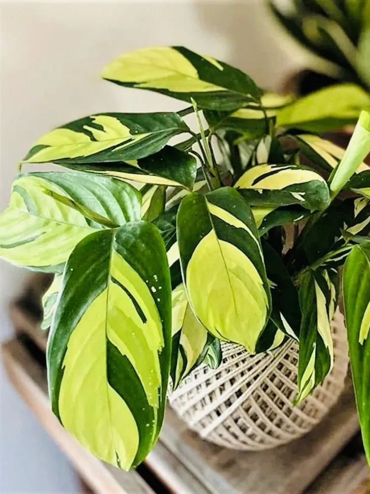 Healthy Calathea lubbersiana with dense golden mosaic leaves growing indoors