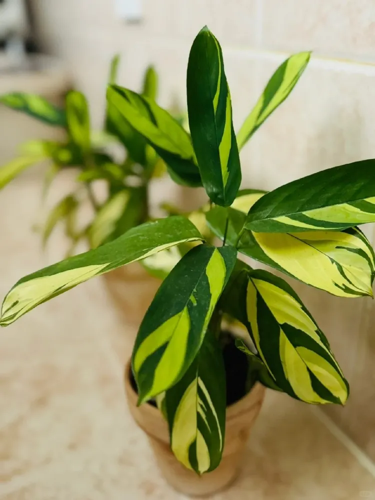 Young Calathea lubbersiana showing fresh yellow and green variegation in a small pot