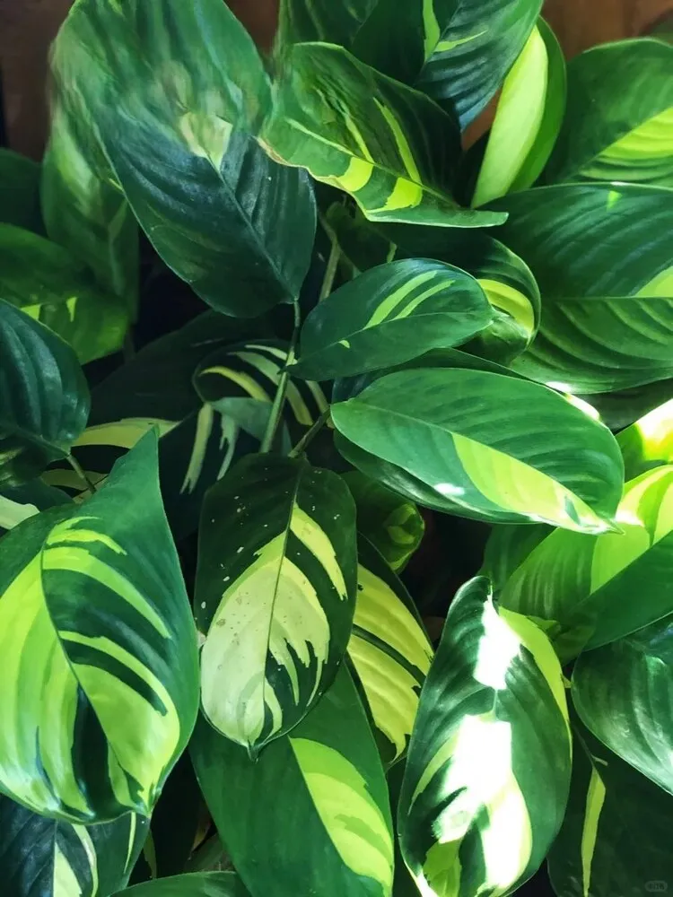 Mature Calathea lubbersiana displaying layered green and yellow foliage in indirect light