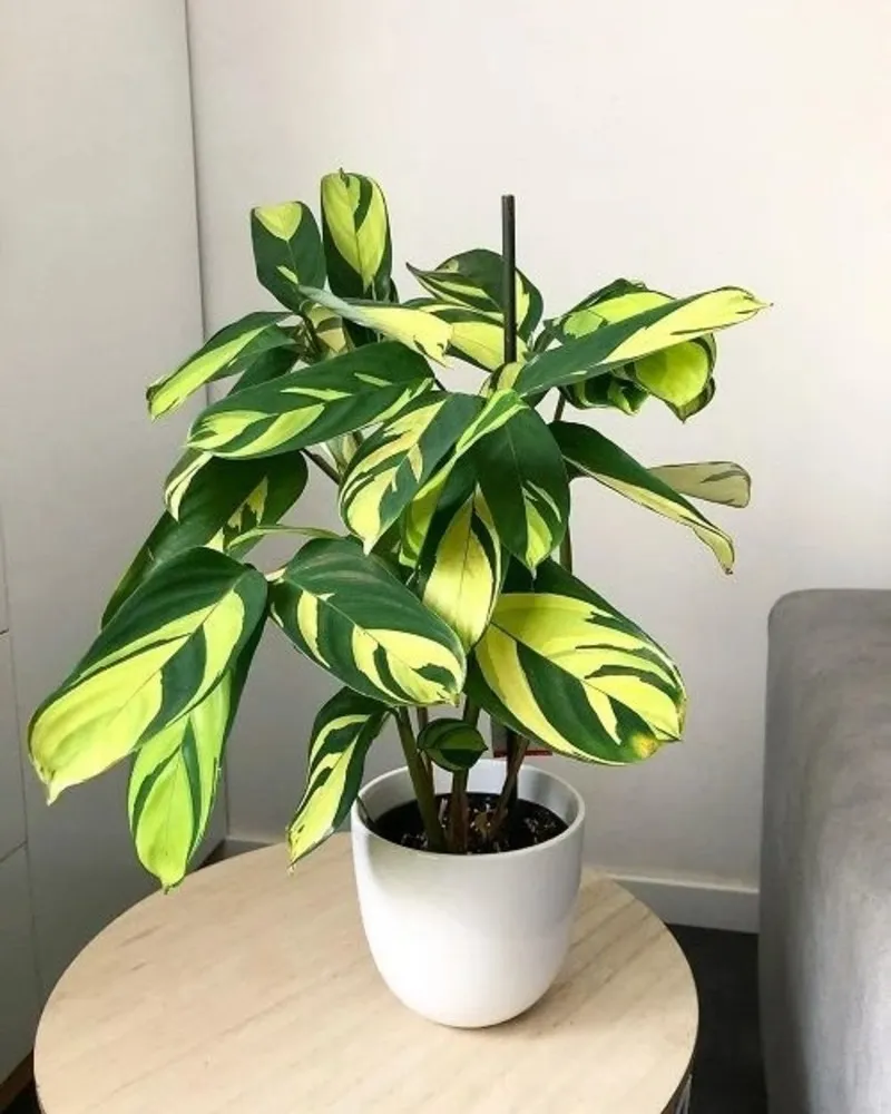 Healthy Calathea lubbersiana with full foliage and strong upright growth indoors