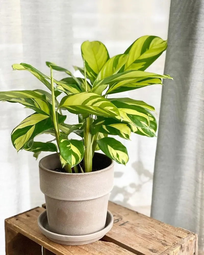 Calathea lubbersiana thriving in indirect sunlight with balanced yellow-green leaves