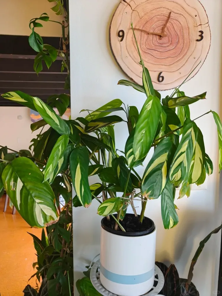 Mature Calathea lubbersiana plant adapted to a stable indoor environment