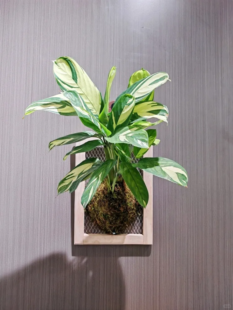 Wall-mounted Calathea lubbersiana with golden mosaic leaves growing in a moss ball display