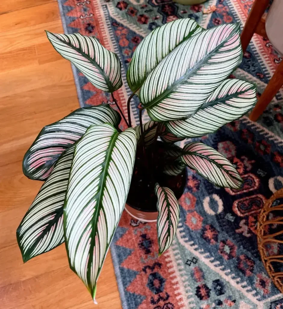 How I Brought My White Star Back