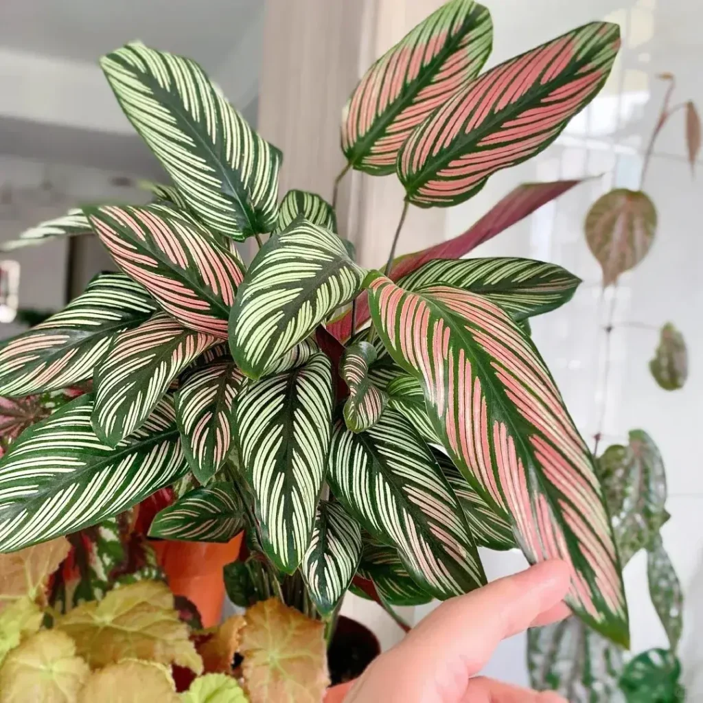 The Result: From Struggling to Thriving Again