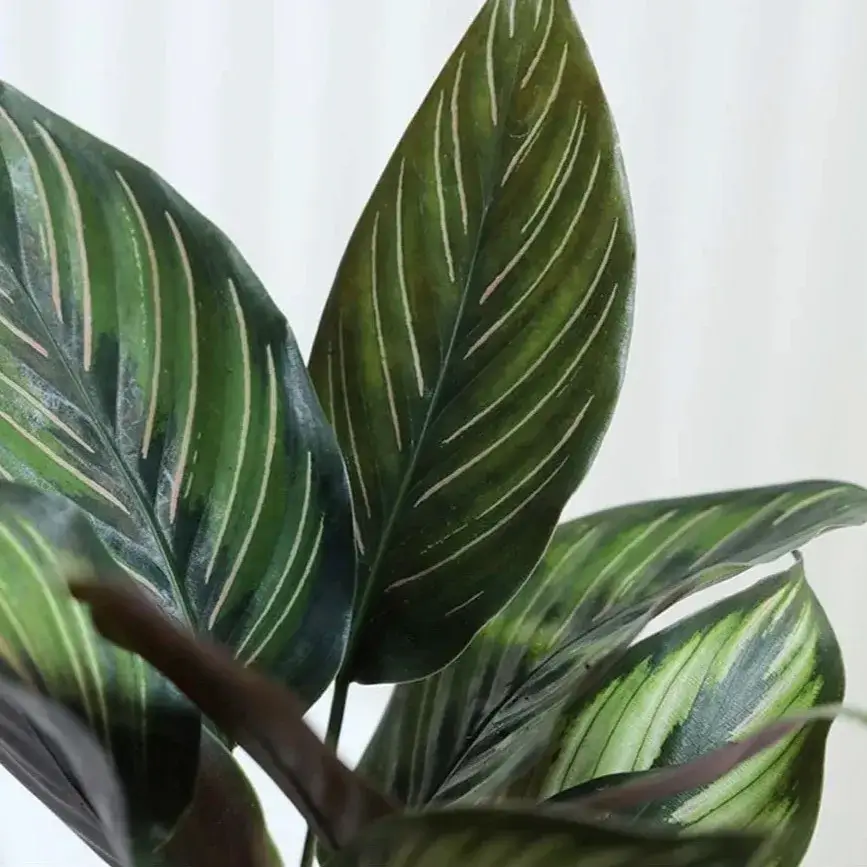 How I Grow Calathea Beauty Star at Home Real Tips That Actually Work