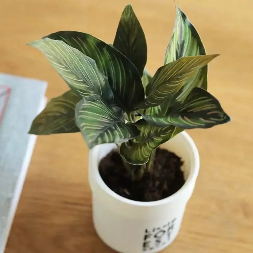 How I Grow Calathea Beauty Star at Home Real Tips That Actually Work