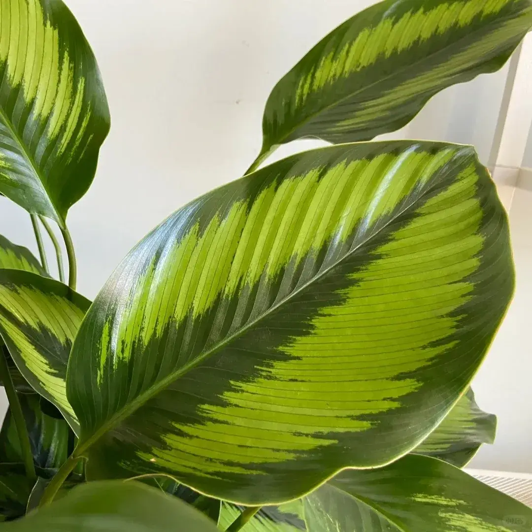 How I Grow Calathea Beauty Star at Home Real Tips That Actually Work