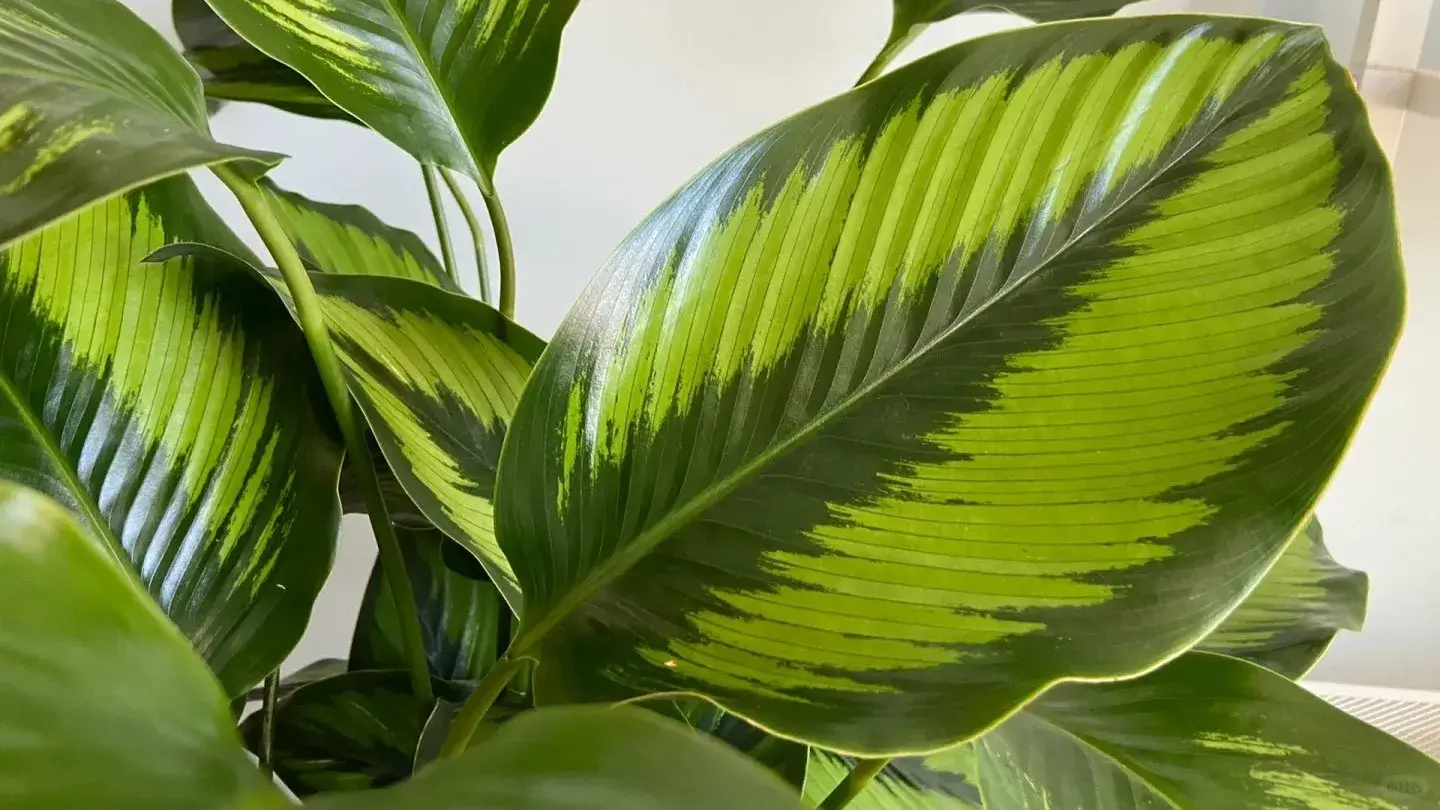 How I Grow Calathea Beauty Star at Home Real Tips That Actually Work (5)