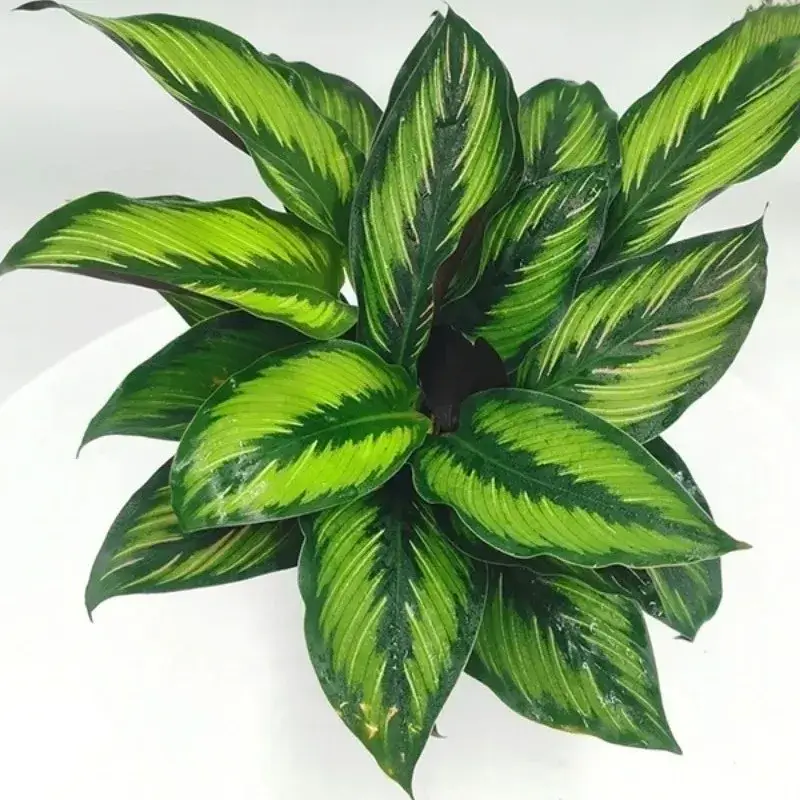 How I Grow Calathea Beauty Star at Home Real Tips That Actually Work