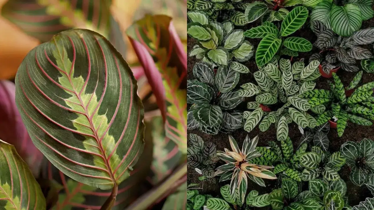 Maranta vs Calathea (Prayer Plant Explained) What’s the Difference