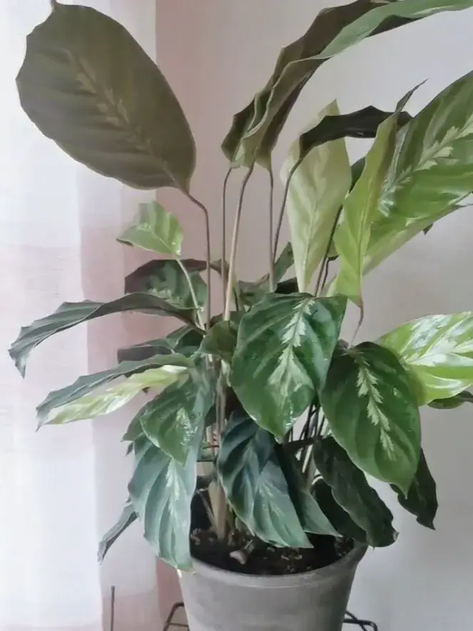 Calathea 'Maui Queen' Care Guide: My Experience Growing This  Feather-Pattern Beauty