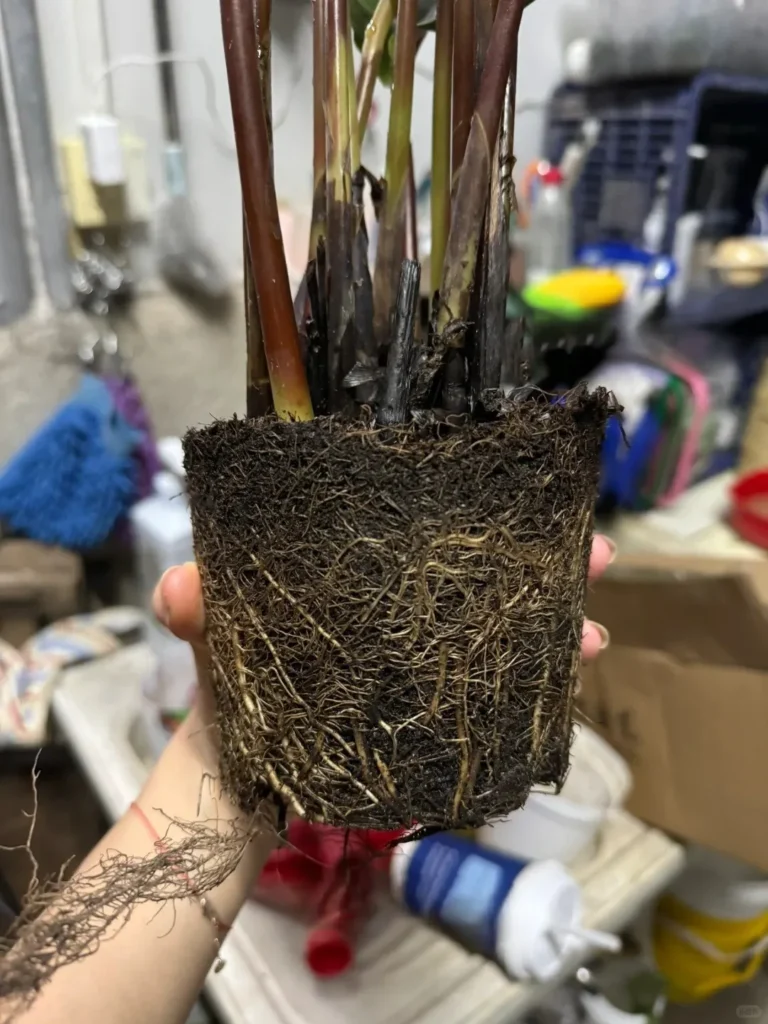 My Plant’s Timeline｜From Arrival to Adaptation (3)
