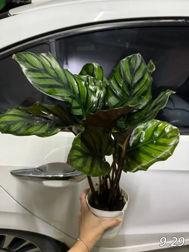 My Plant’s Timeline｜From Arrival to Adaptation (3)