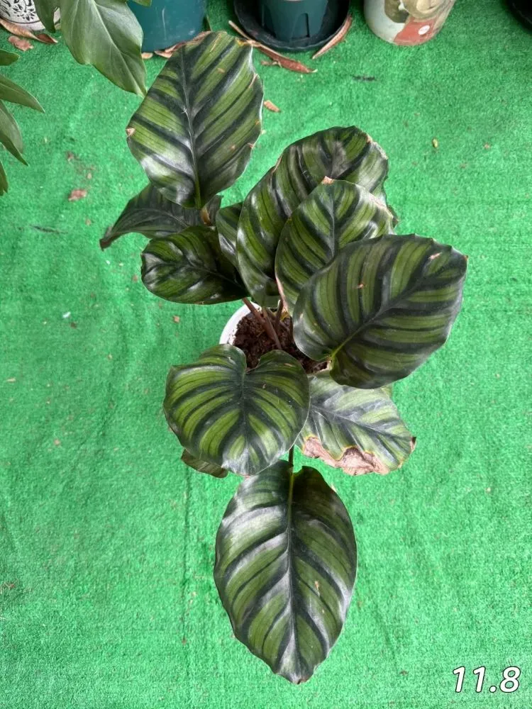 My Plant’s Timeline｜From Arrival to Adaptation