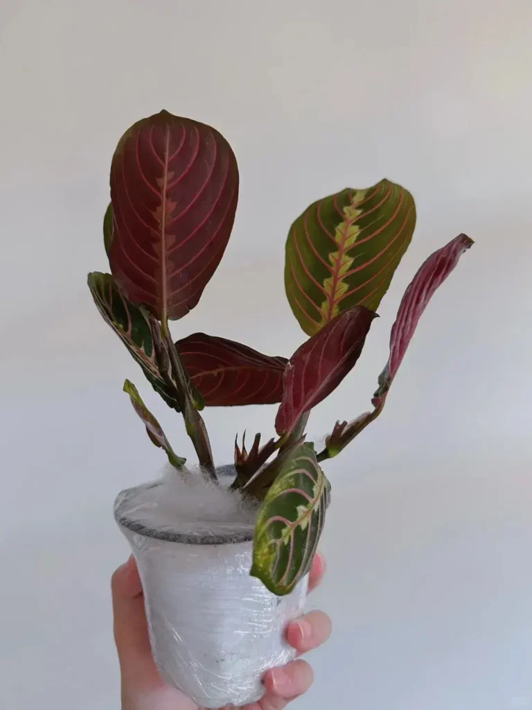 My Semi Hydro Experiment And Why It Worked