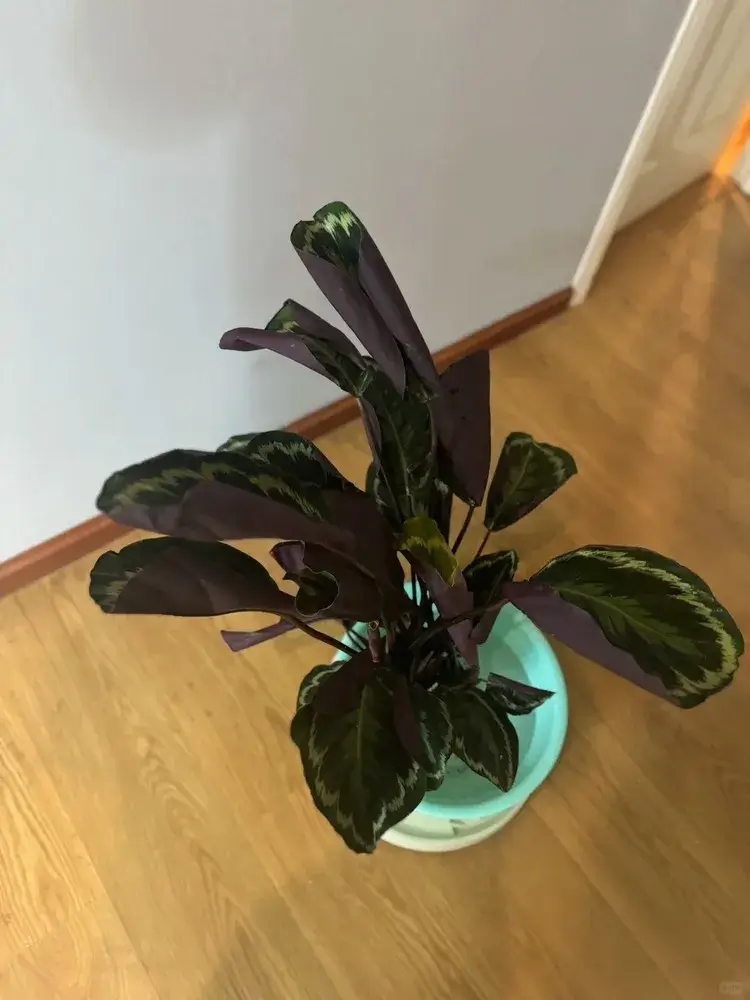 Newly shipped Calathea plants with drooping leaves and visible transport stress