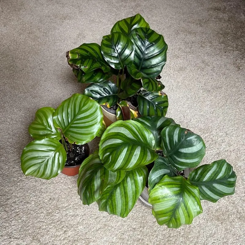 Appearance Comparison｜Orbifolia vs Fasciata vs Fasciata-Like (Indo)