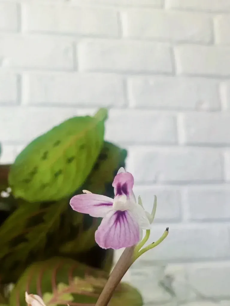 Over time not only did the Maranta grow steadily — it flowered