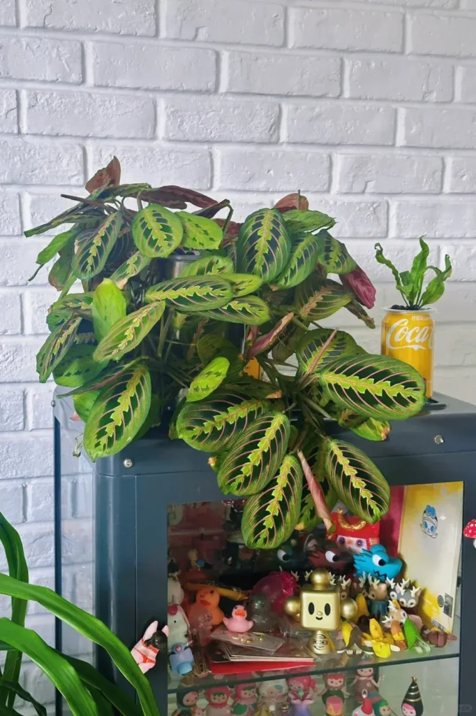Pruning Propagation and Zero Losses