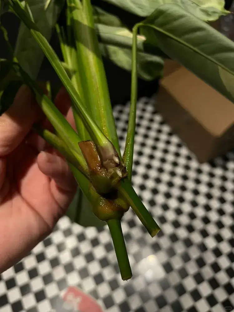 Calathea lubbersiana cutting developing new white roots in water propagation