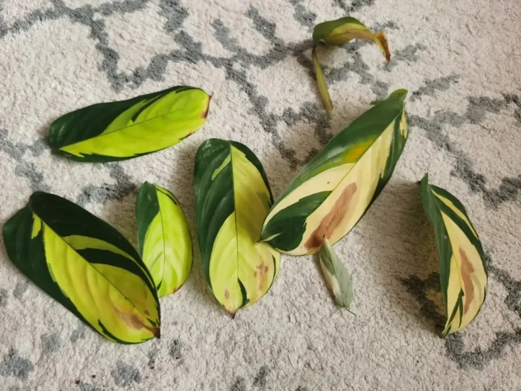 Detached Calathea lubbersiana leaves with yellowing and brown lesions