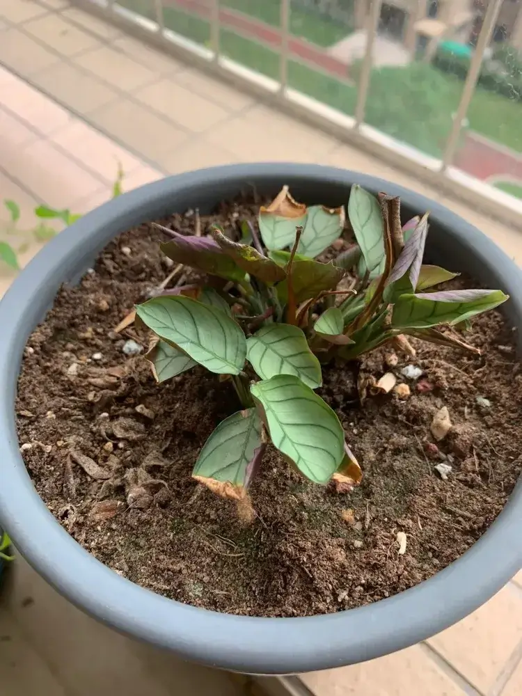 Calathea concinna ‘Amagris’ with many small leaves but no new growth, showing long-term stagnation despite appearing healthy